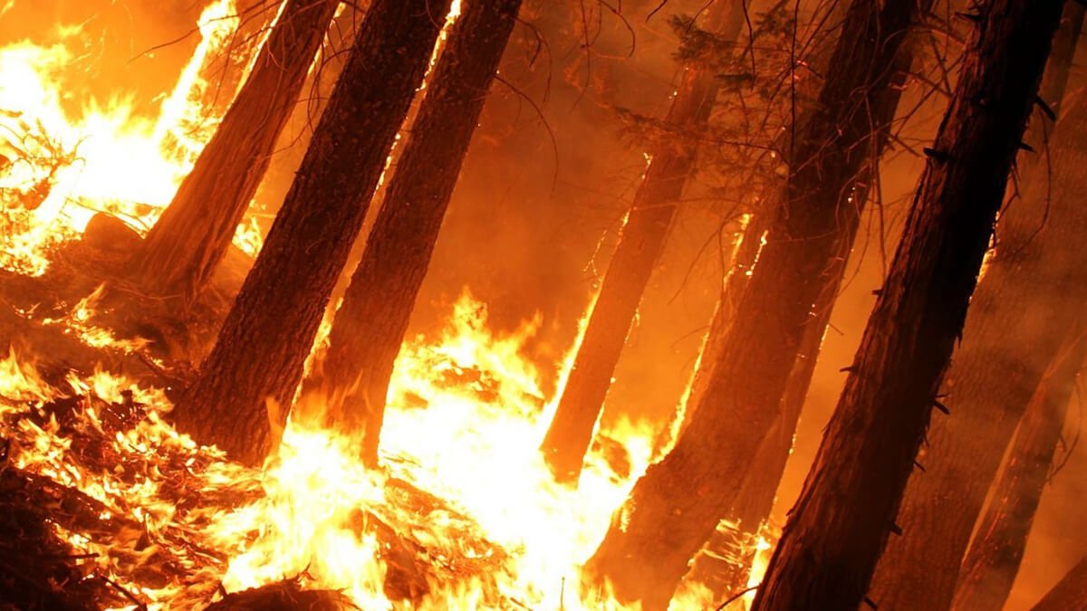 Orman Yangınları ve Çıkış Nedenleri 
