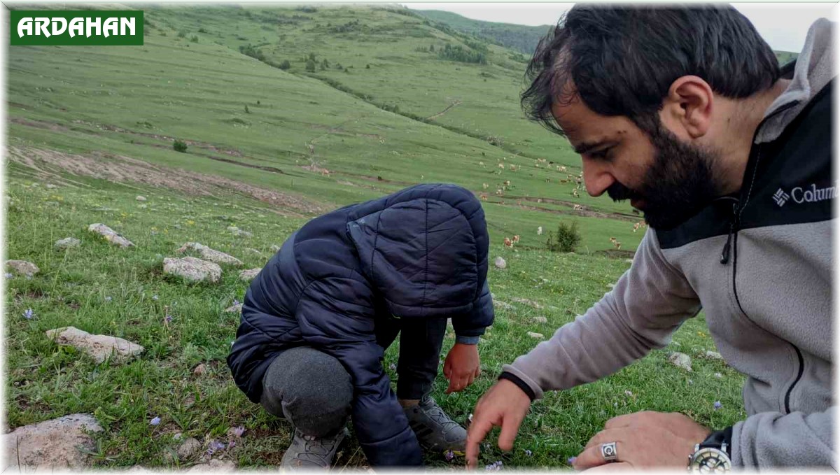 Ardahan'da yağışların ardından 'mantar' bereketi