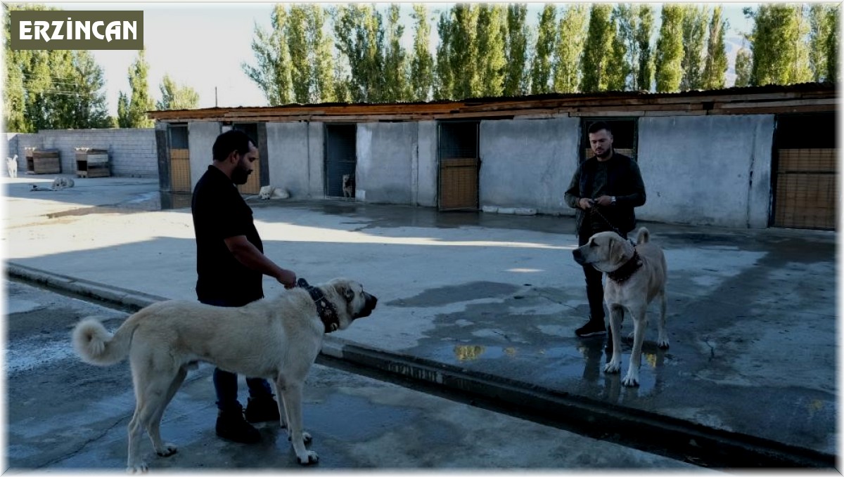 Avrupa ülkelerinden bile talep gören saf ırk köpekler, Erzincan'da yetiştiriliyor