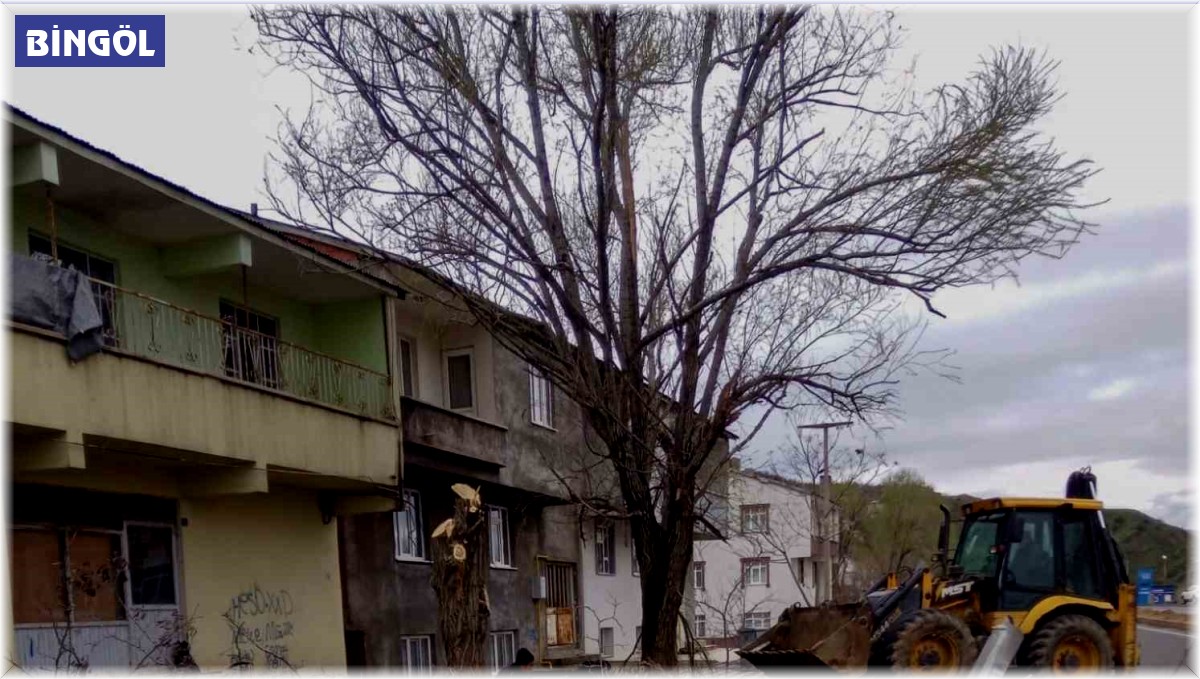 Bingöl'de fırtına nedeniyle devrilen ağaçlar, belediye ekiplerince kaldırılıyor