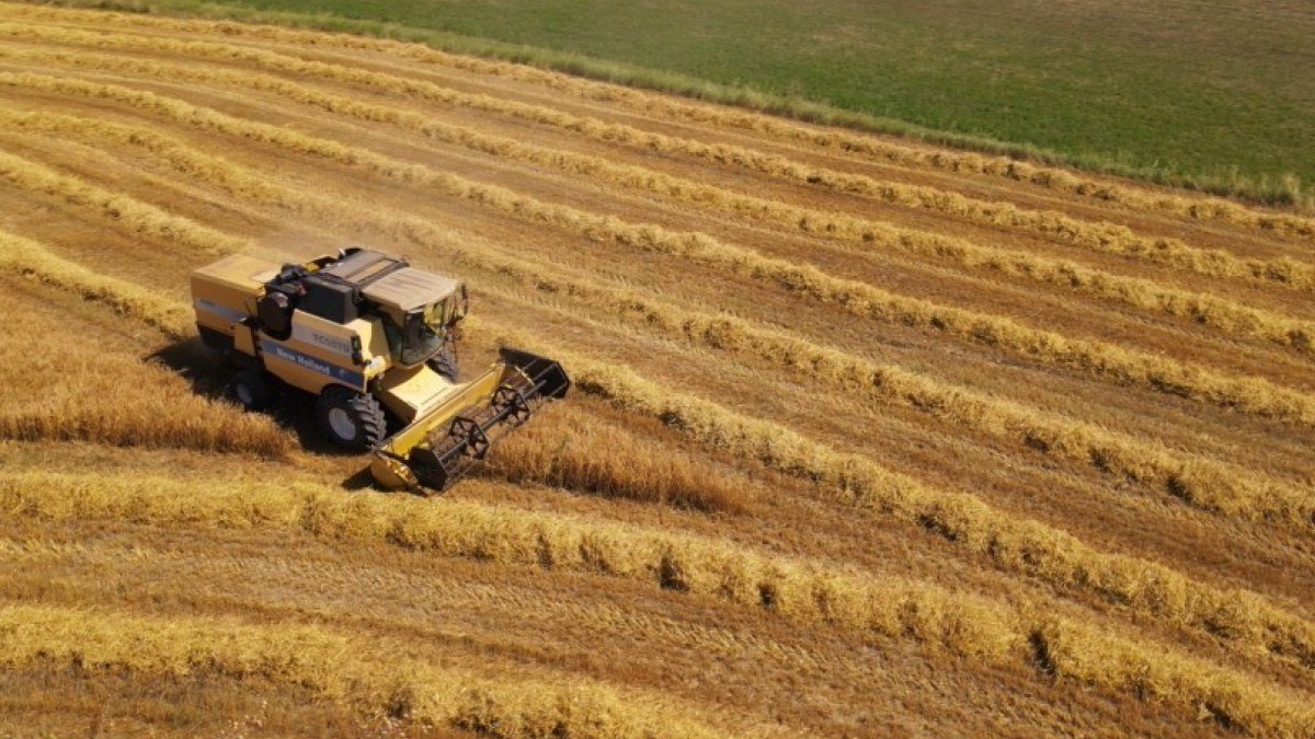 Çiftçilere buğday için kg başına 1 TL, arpa için 0,50 TL prim desteği ödenecek