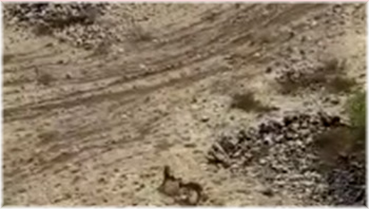 Elazığ'da yaban keçileri tarihi Harput Kalesine indi