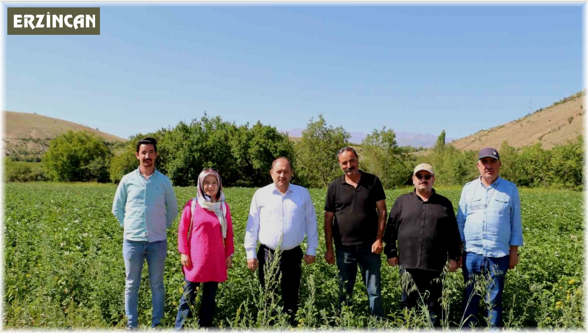 Erzincan'da patates projesi başarıyla uygulanıyor