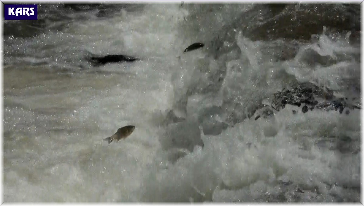 Kars'ta balıkların ölüm göçü sürüyor
