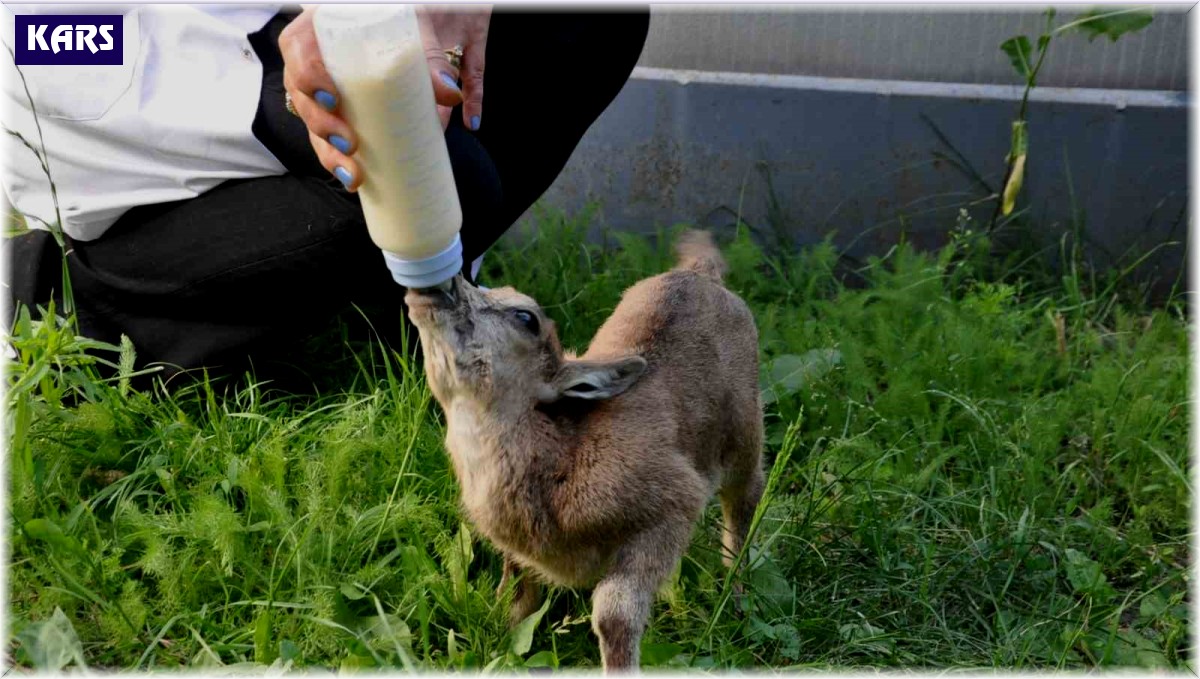 Kars'ta yavru yaban keçisi biberonla besleniyor