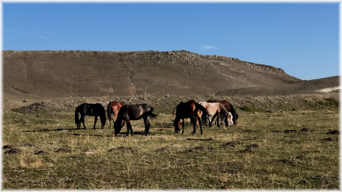 Kars’ta yılkı atları doğal ortamlarında görüntülendi