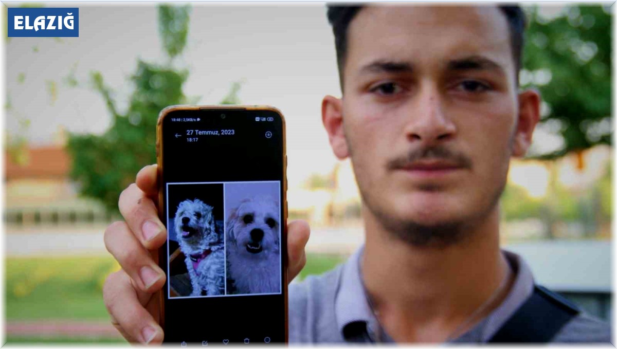 Kaybolan köpeğini bulmak için sokak sokak geziyor
