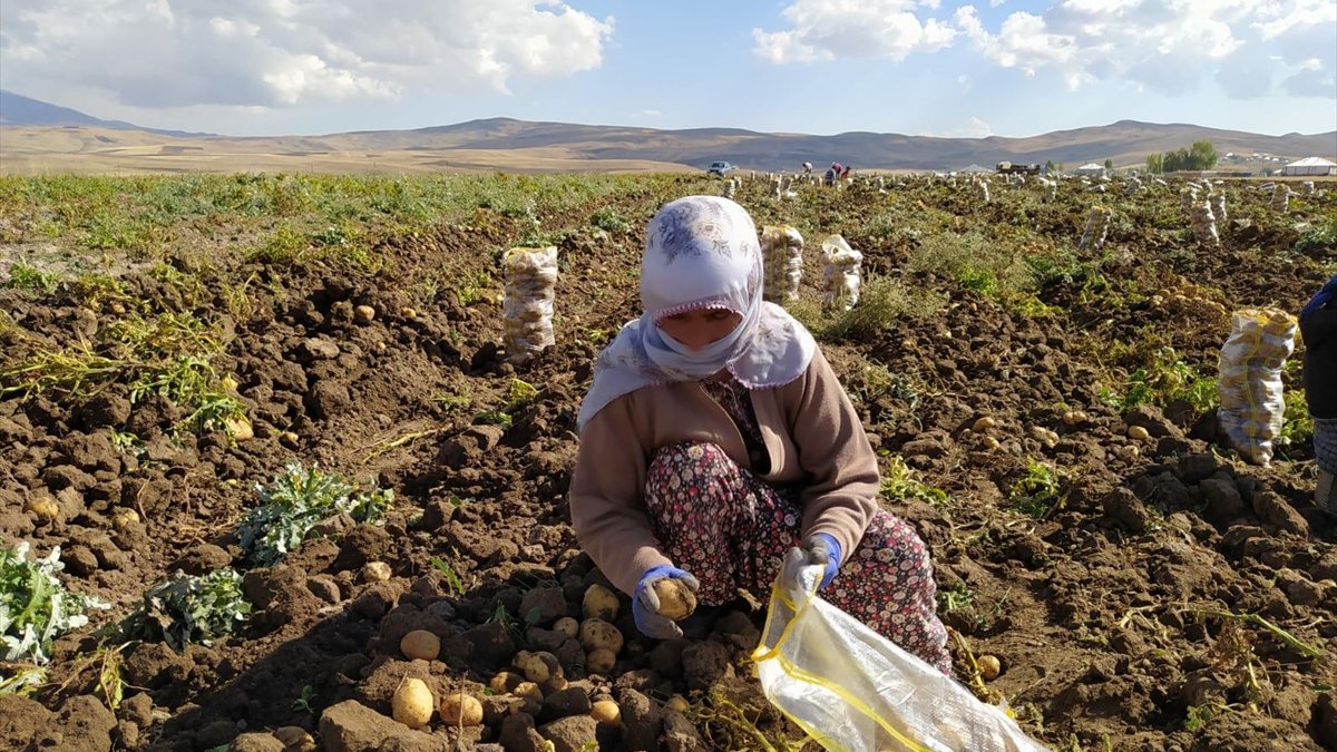 Malazgirt'te patates hasadı başladı