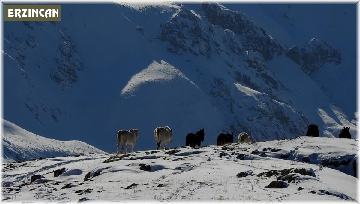 Munzur Dağlarının bir başka güzellikleri: 'Yılkı atları'