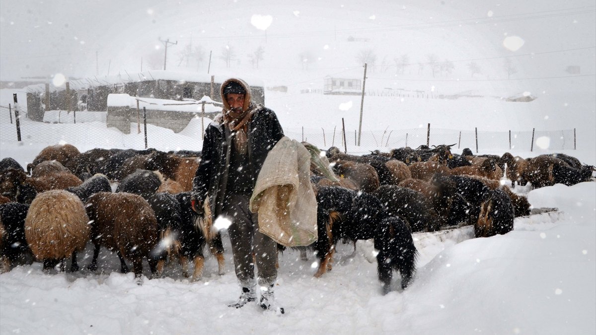 Muş'ta besiciler hayvanları için çetin kış şartlarıyla mücadele ediyor