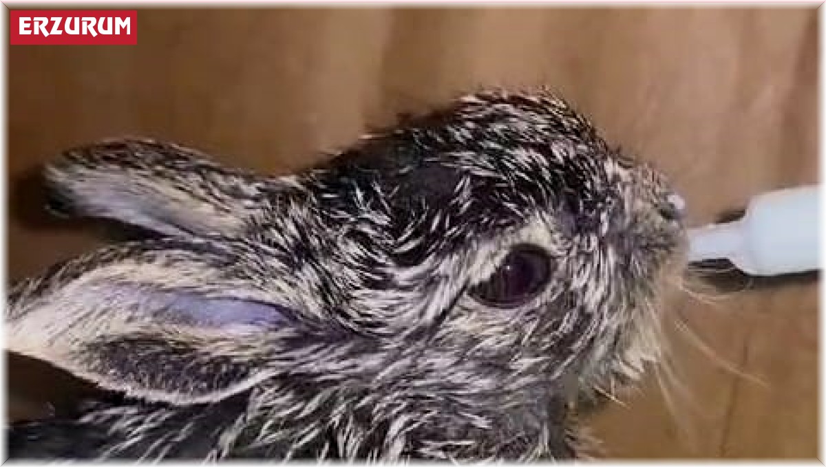 Sevimli tavşan yavruları şefkatli ellerde