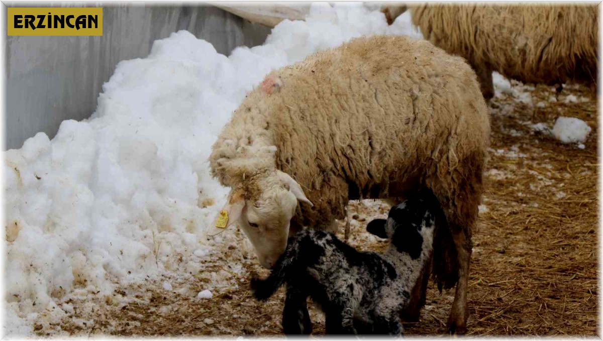 Soğuk kış günlerinde koyunların kuzulama dönemi devam ediyor