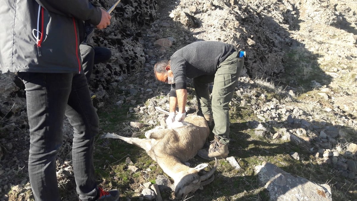 Tunceli'de nesli tehlike altındaki 8 yaban keçisi telef oldu