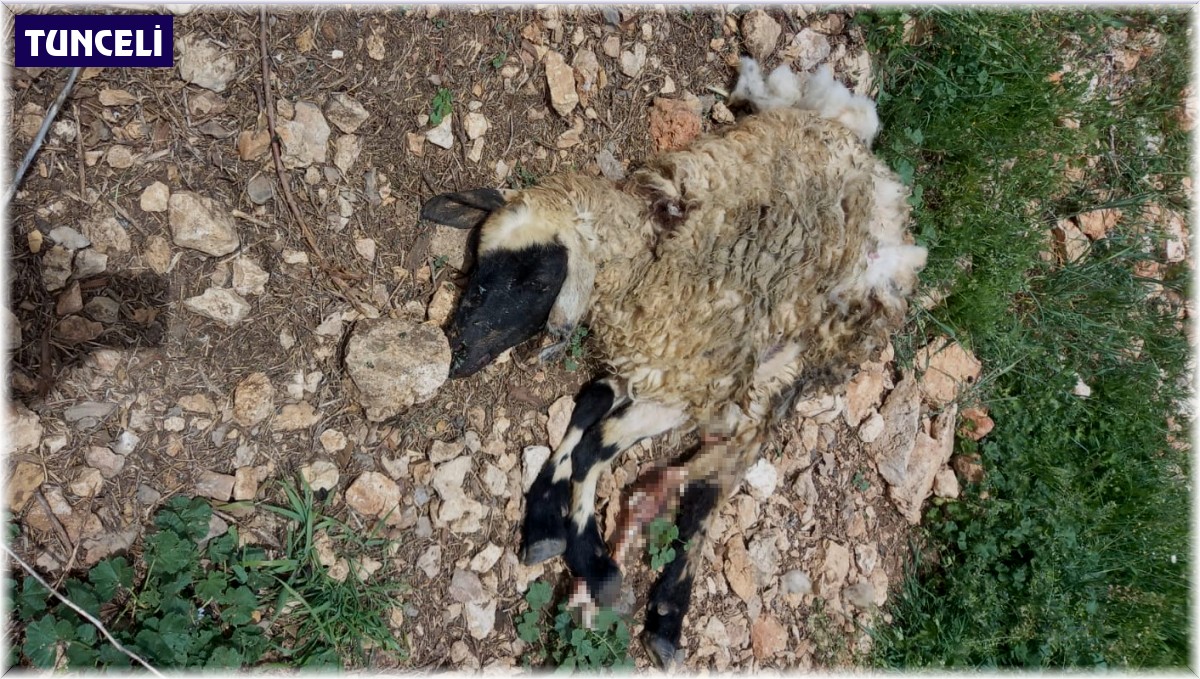 Tunceli'de sürüye saldıran kurt, çok sayıda koyunu telef etti
