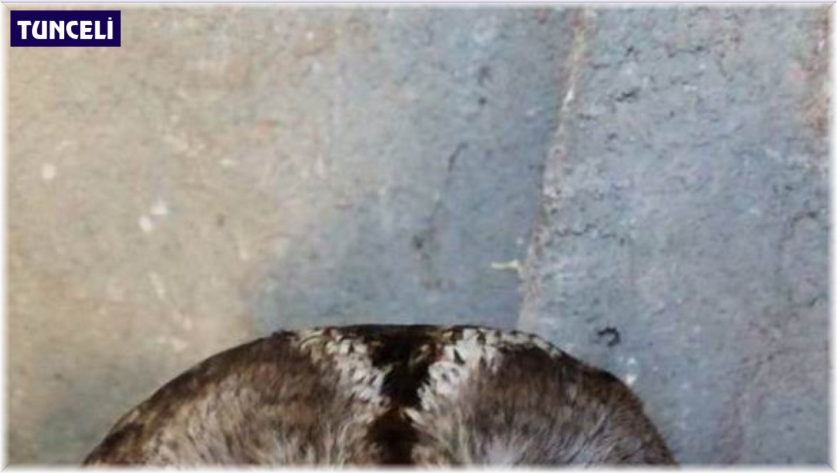Tunceli'de yaralı halde bulunan alaca baykuş tedavi altına alındı