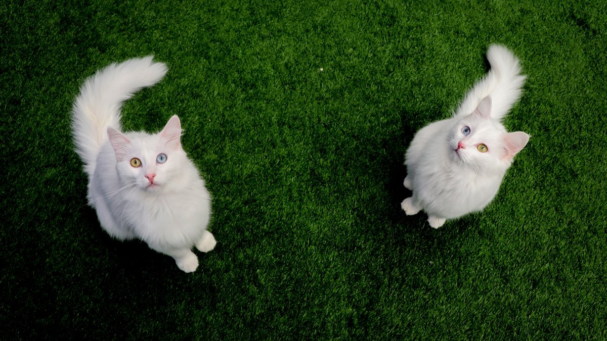 Van kedileri 'uluslararası sağlık karnesi' ile sahiplendiriliyor