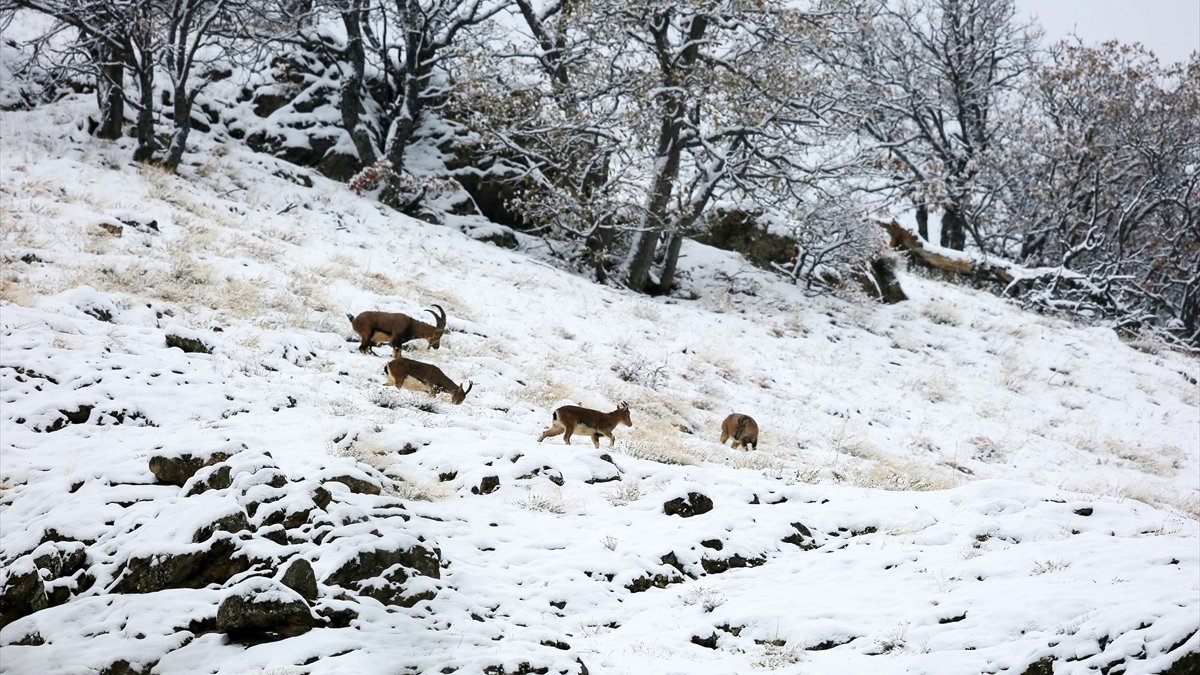 Yaban keçileri karla kaplı Munzur Vadisi Milli Parkı'na güzellik katıyor
