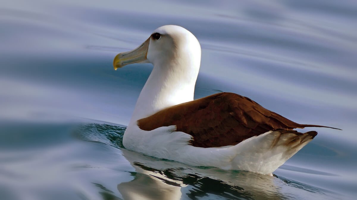 Rüyada Albatros Kuşu Görmek