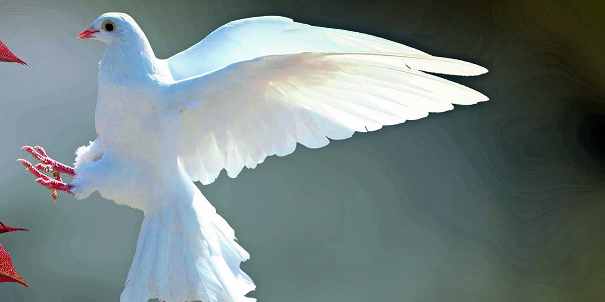 Rüyada Beyaz Güvercin Görmek: Anlamı ve Yorumu