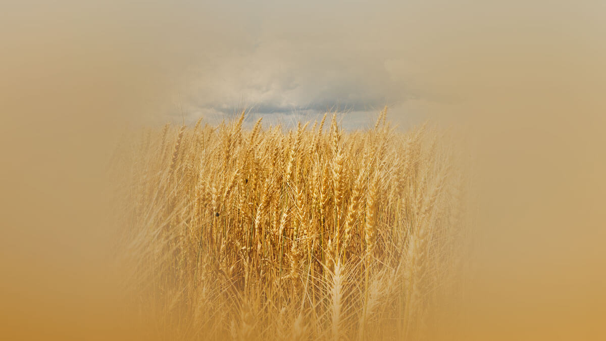 Rüyada Buğday Yığını Görmek: Anlamı ve Yorumu