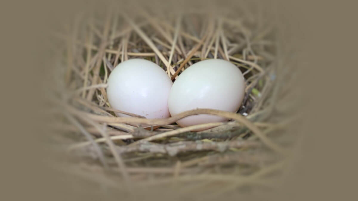 Rüyada Güvercin Yumurtası Görmek: Anlamı ve Yorumu