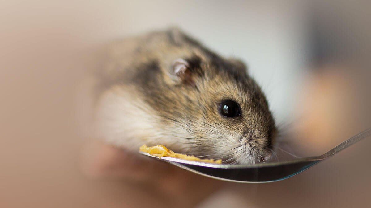 Rüyada Hamster Görmek: Anlamı ve Yorumu