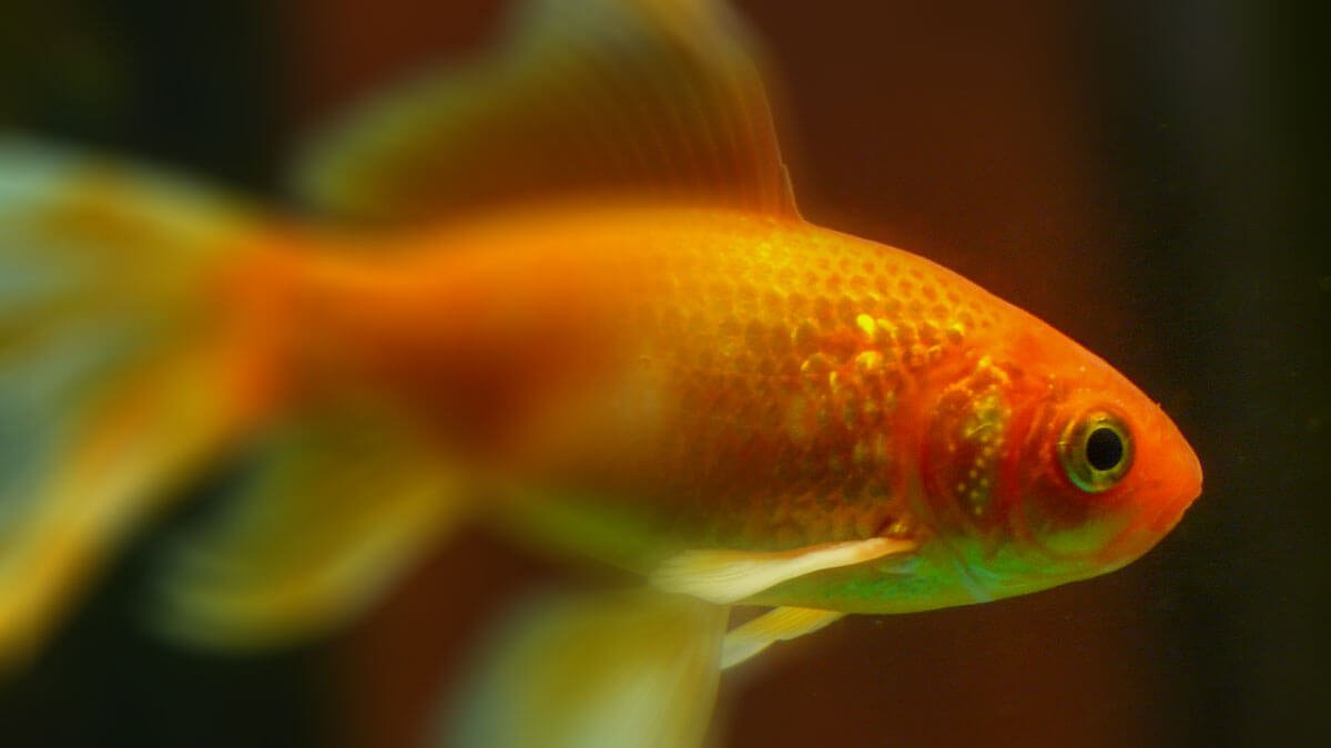 Rüyada Japon Balığı Görmek: Anlamı ve Yorumu