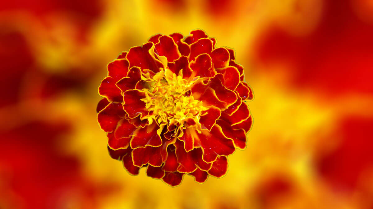 Rüyada Kadife Çiçeği Görmek: Anlamı ve Yorumu