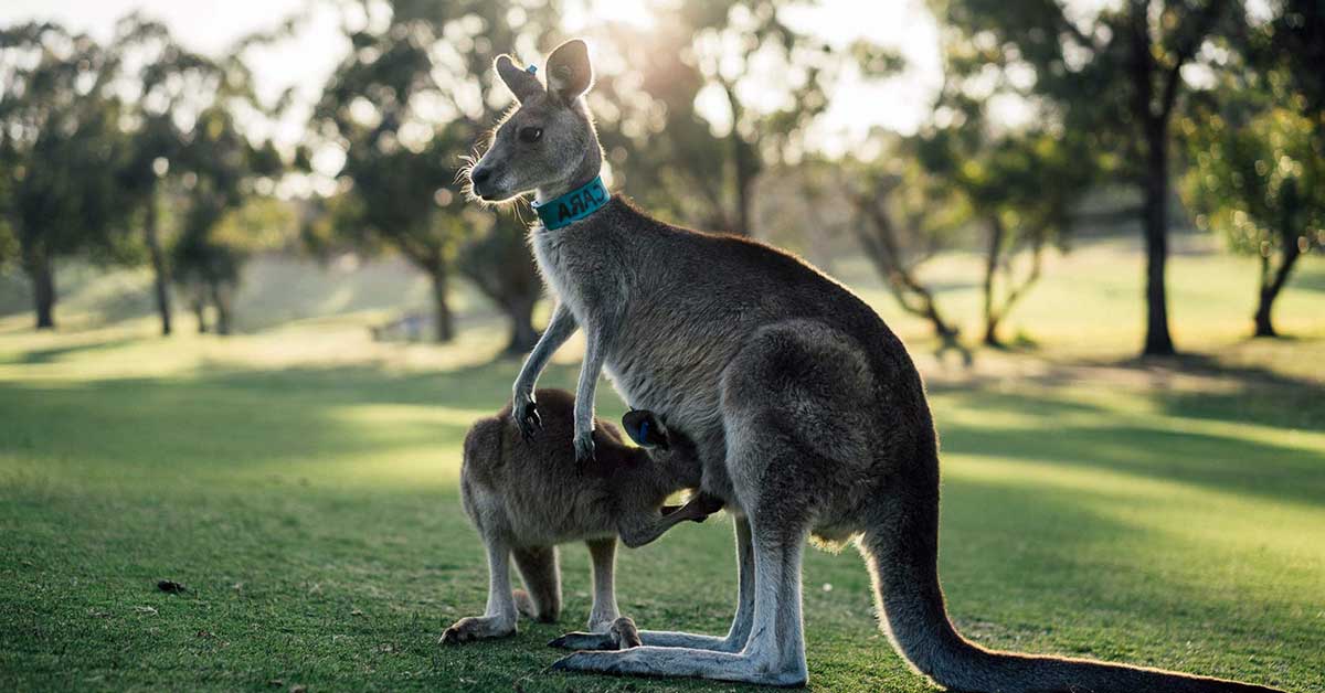 Rüyada kanguru görmek ne anlama gelir ?