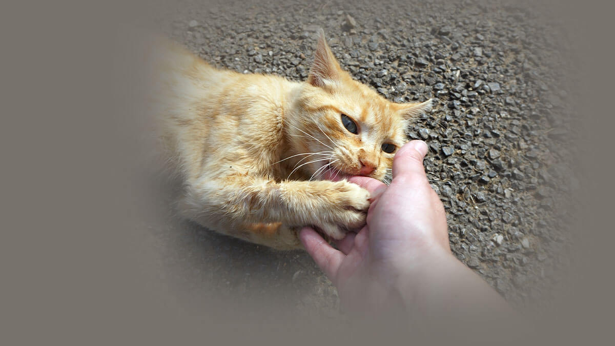 Rüyada Kedi Isırması: Anlamı ve Yorumu