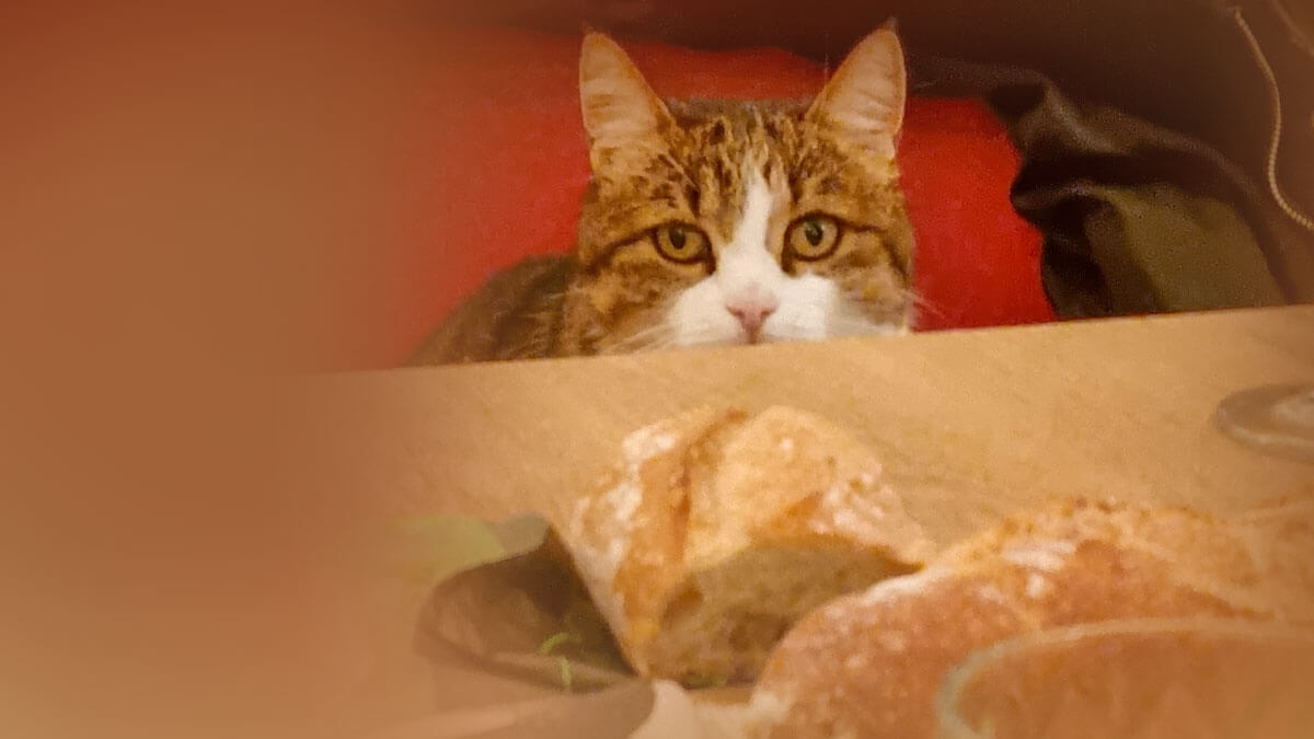 Rüyada Kediye Ekmek Vermek: Anlamı ve Yorumu