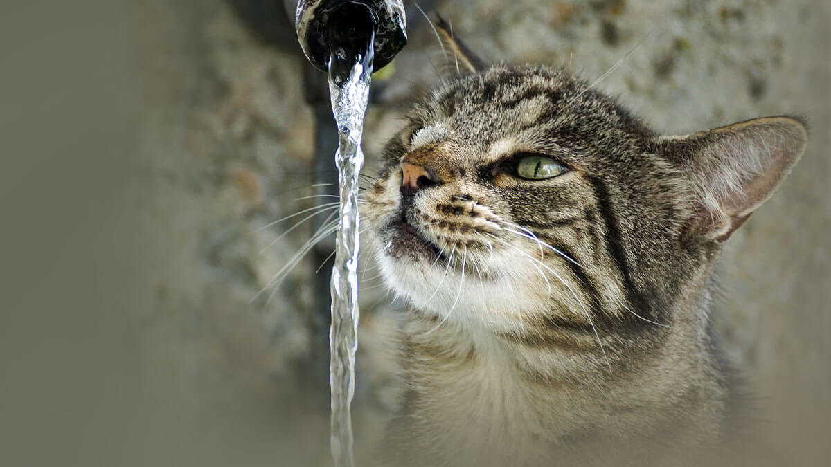 Rüyada Kediye Su Vermek: Anlamı ve Yorumu
