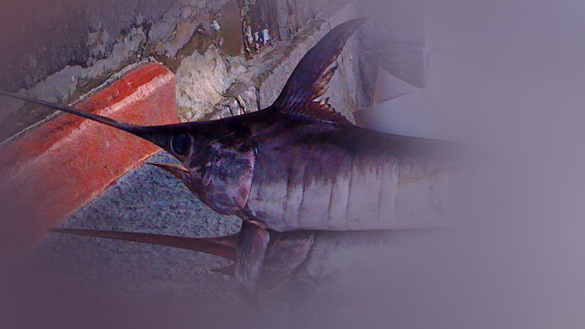 Rüyada Kılıç Balığı Görmek: Anlamı ve Yorumu
