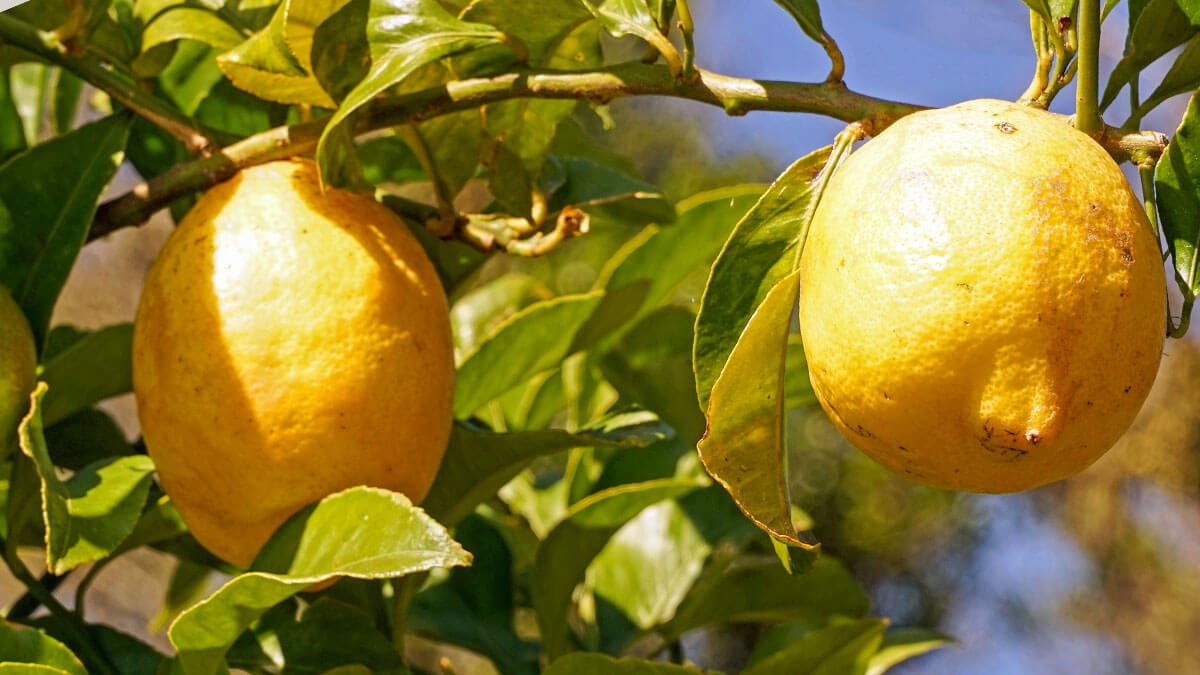 Rüyada Limon Ağacı Görmek: Anlam ve Yorumlar