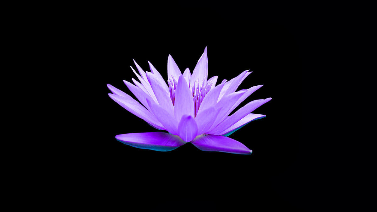 Rüyada Mavi Çiçek Görmek: Anlamı ve Yorumu