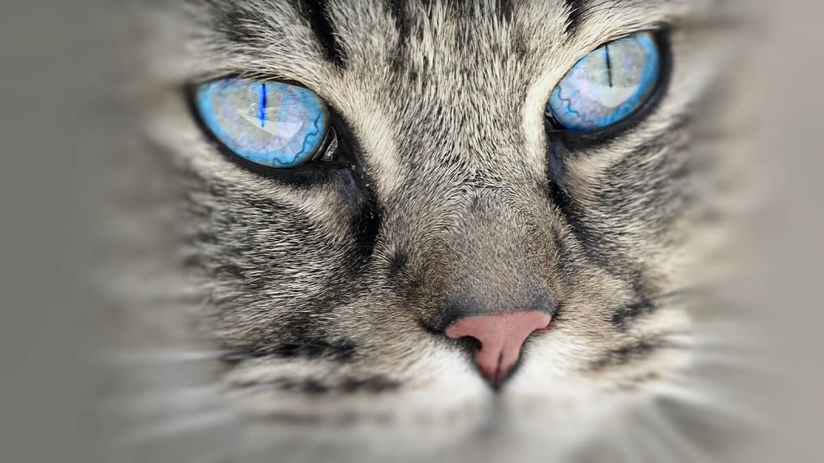 Rüyada Mavi Gözlü Kedi Görmek: Anlamı ve Yorumu