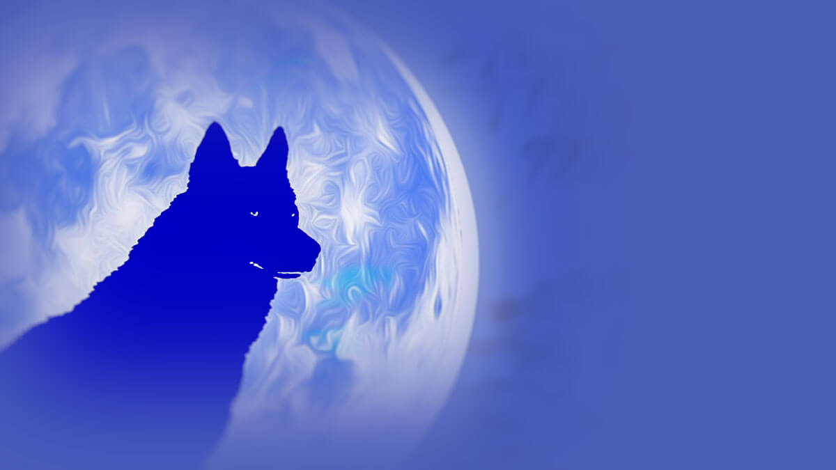 Rüyada Mavi Köpek Görmek: Anlamı ve Yorumu