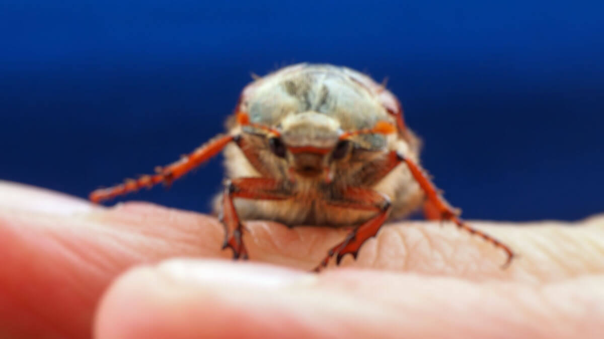 Rüyada Mayıs Böceği Görmek: Anlamı ve Yorumu