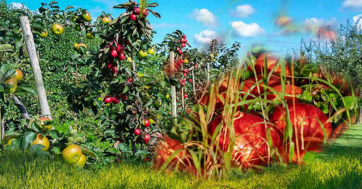 Rüyada Meyve Bahçesi Görmek Ne Anlama Gelir?