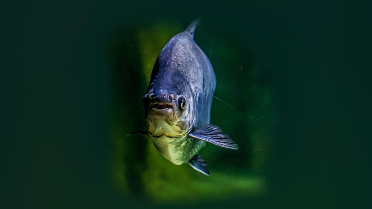 Rüyada Pirana Balığı Görmek: Anlamı ve Yorumu