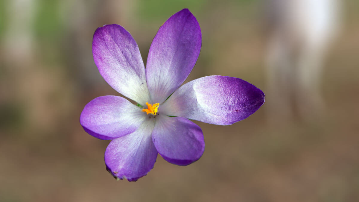 Rüyada Safran Çiçeği Görmek: Anlamı ve Yorumu
