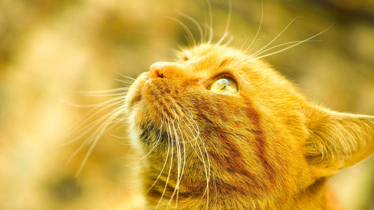 Rüyada Sarı Kedi Görmek: Anlamı ve Yorumu