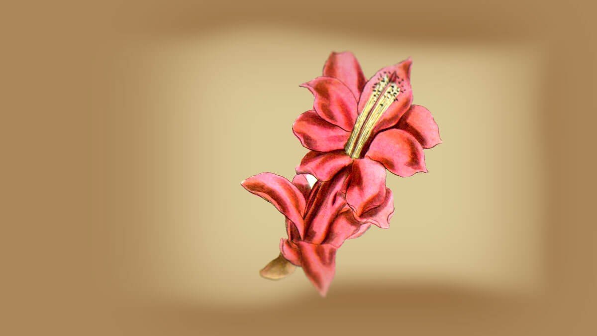 Rüyada Yılbaşı Çiçeği Görmek: Anlamı ve Yorumu
