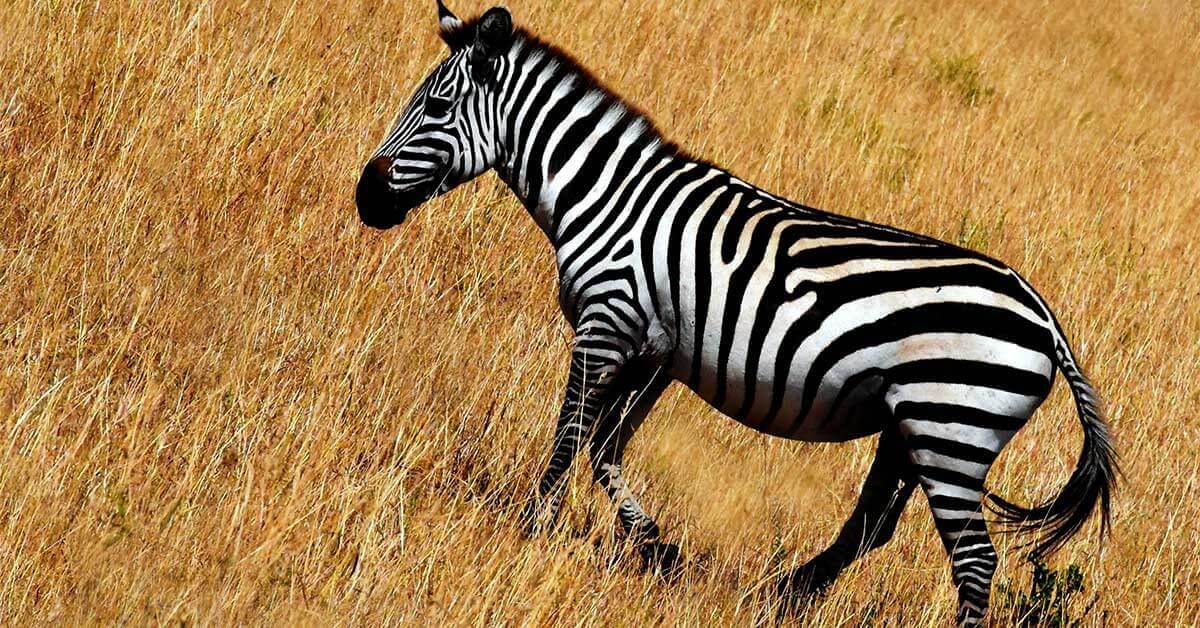 Rüyada Zebra Eti Yemek Ne Anlama Gelir?