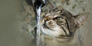 Rüyada Kediye Su Vermek