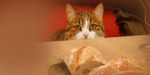 Rüyada Kediye Ekmek Vermek