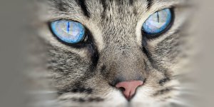 Rüyada Mavi Gözlü Kedi Görmek