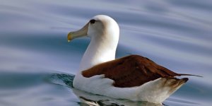 Rüyada Albatros Kuşu Görmek