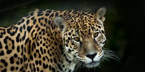 Rüyada Jaguar Görmek