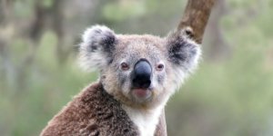 Rüyada Koala Görmek